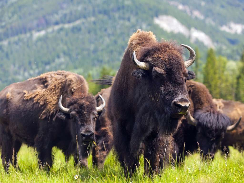 Chinese animal zodiac sign Ox (Photo: © Darren Baker - fotolia.com) Chinese animal zodiac sign Ox (Photo: © Darren Baker - fotolia.com)