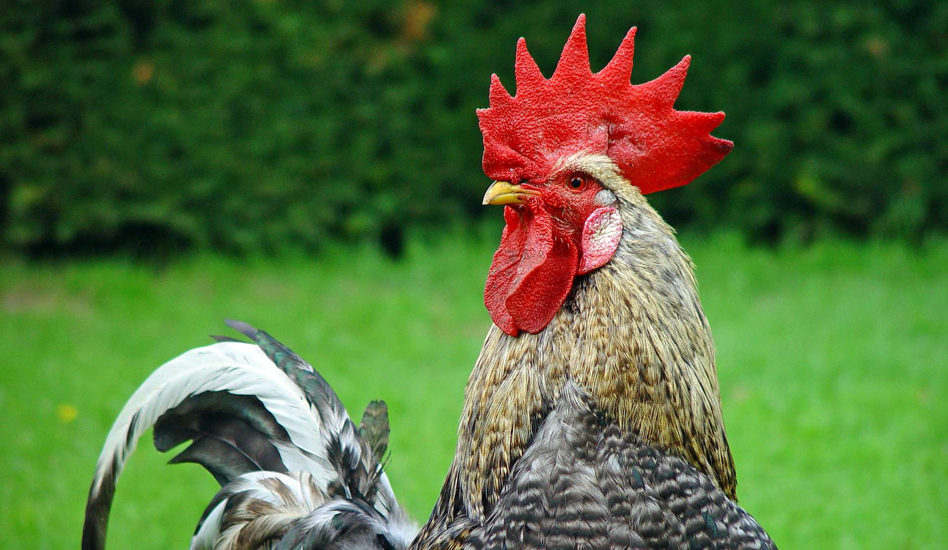 Chinese Animal Zodiac Sign Rooster Astrology Astrosofa