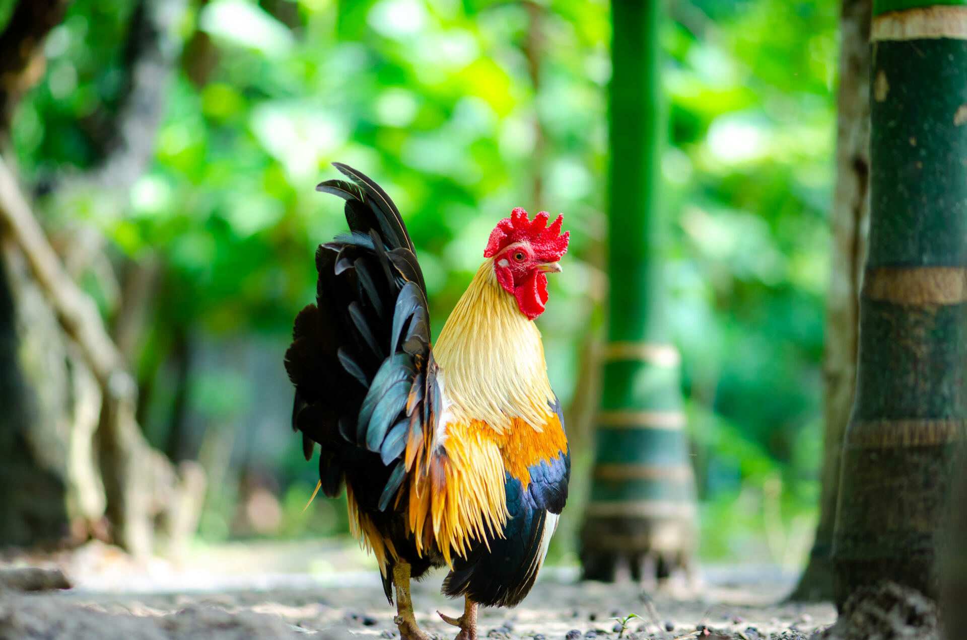 Chinese Animal Zodiac Sign Rooster Astrology Astrosofa
