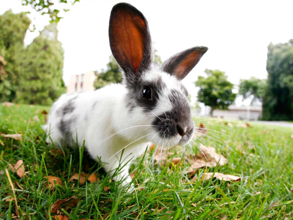 Chinese animal zodiac sign Rabbit | Photo: © SQUAMISH - istockphoto.com Chinese animal zodiac sign Rabbit | Photo: © SQUAMISH - istockphoto.com