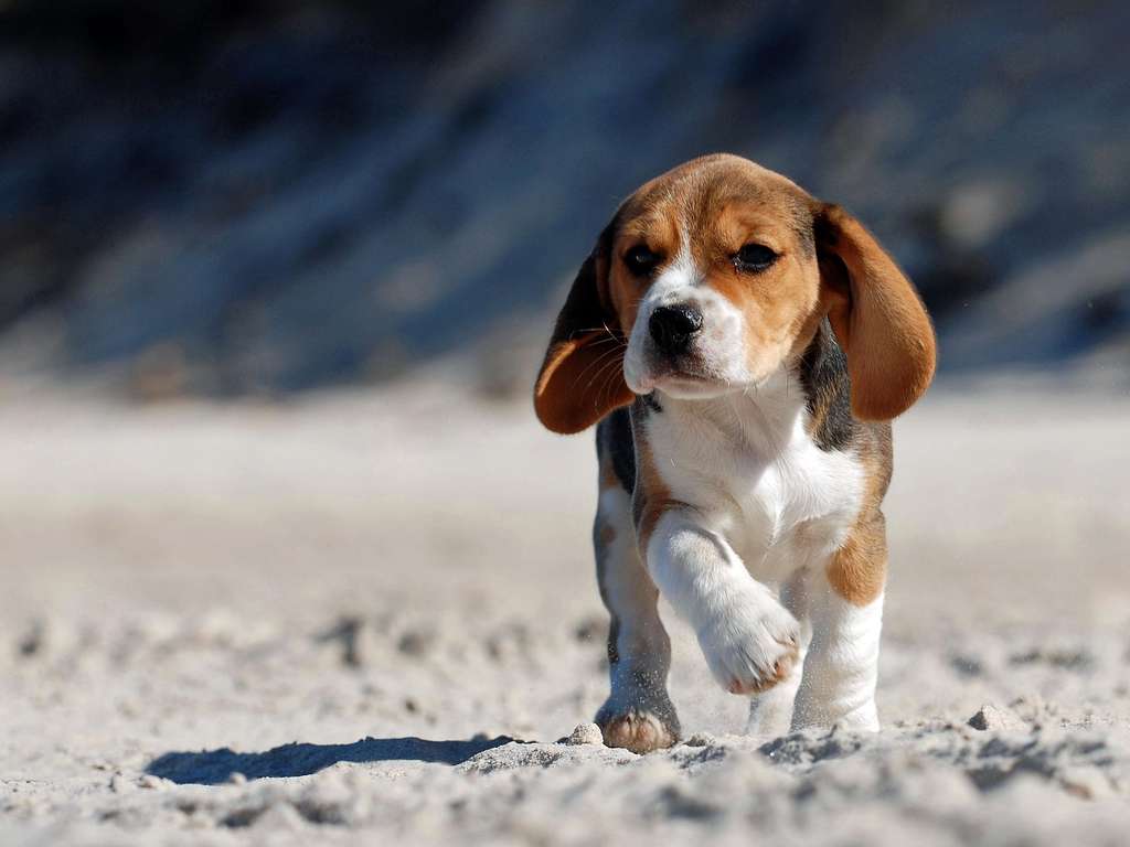 Chinese animal zodiac sign Dog | Photo: © Waldemar Dąbrow - Fotolia.com Chinese animal zodiac sign Dog | Photo: © Waldemar Dąbrow - Fotolia.com