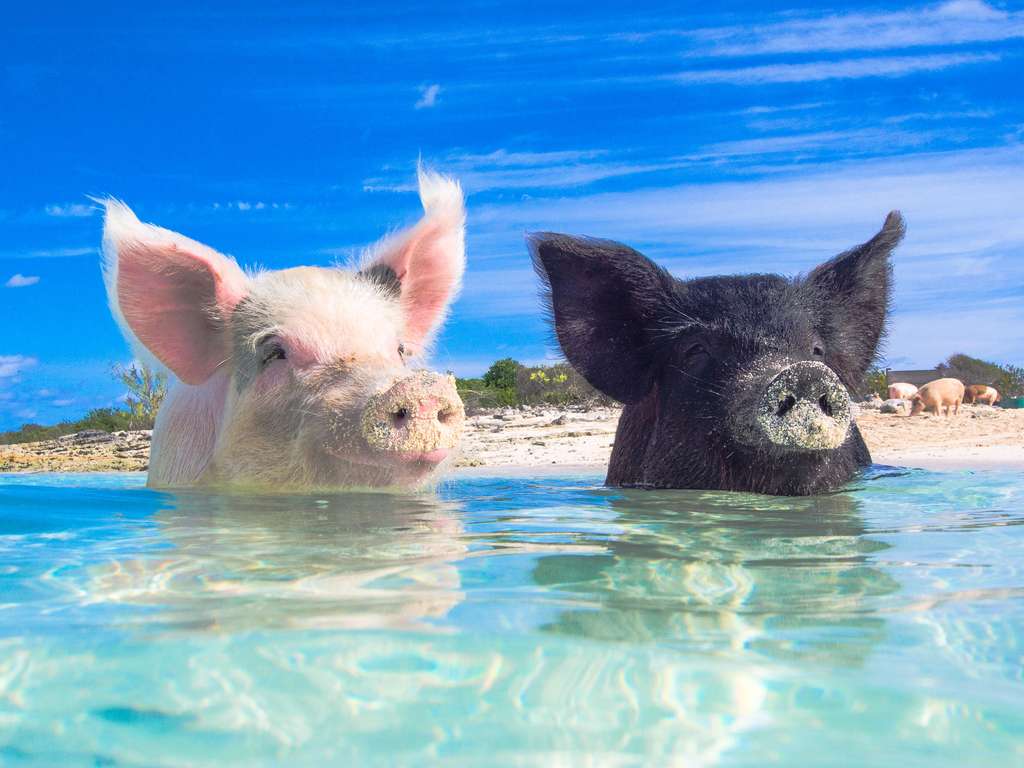 Year of the Pig – Chinese Horoscope 2019 – astrosofa.com | photo: (c) zach - stock.adobe.com Year of the Pig – Chinese Horoscope 2019 – astrosofa.com | photo: (c) zach - stock.adobe.com