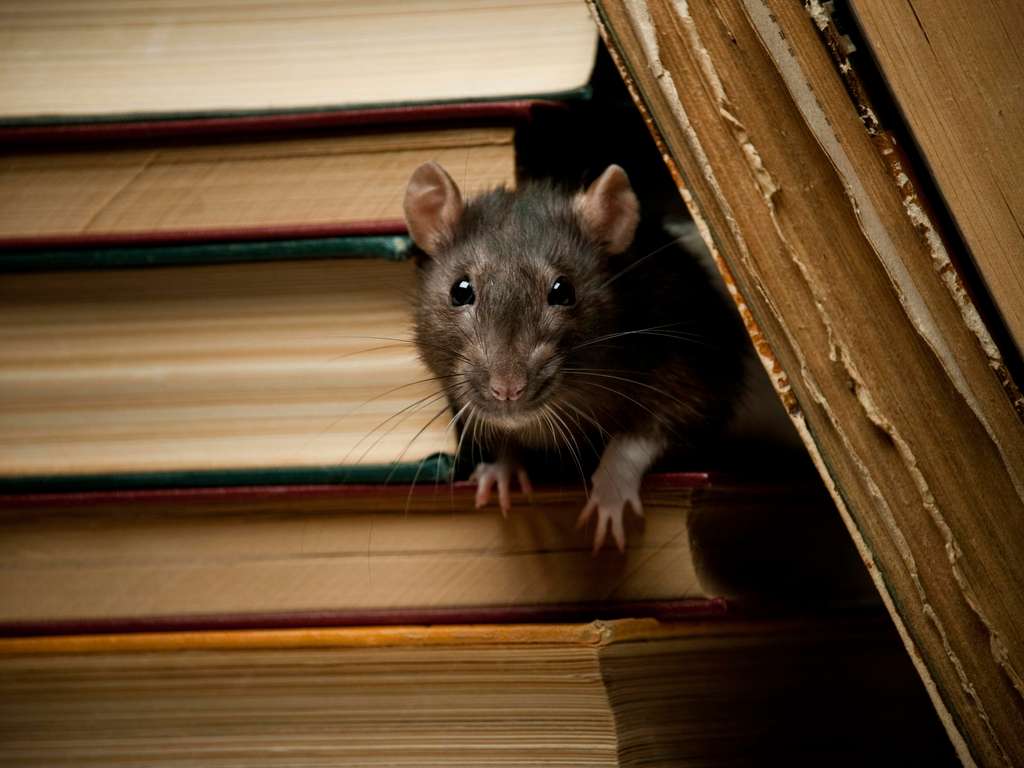 The Chinese animal zodiac sign rat (Foto: © FalconScallagrim - istock.com) The Chinese animal zodiac sign rat (Foto: © FalconScallagrim - istock.com)