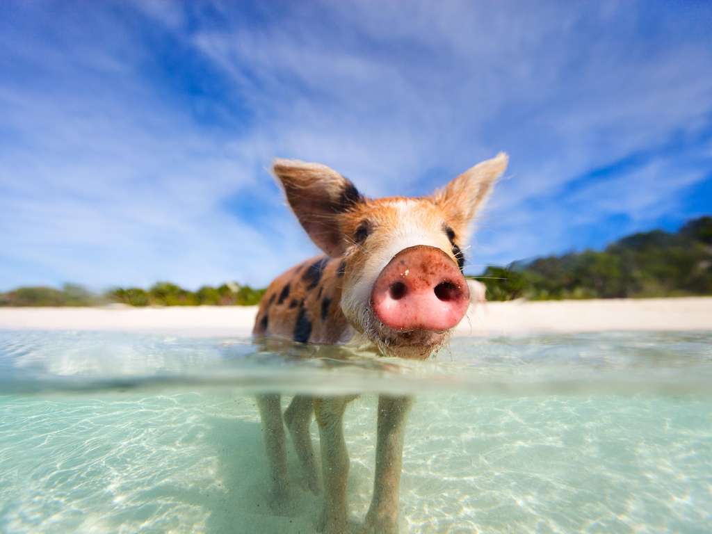 Chinese animal zodiac sign Pig| photo: © BlueOrange Studio - stock.adobe.com Chinese animal zodiac sign Pig| photo: © BlueOrange Studio - stock.adobe.com