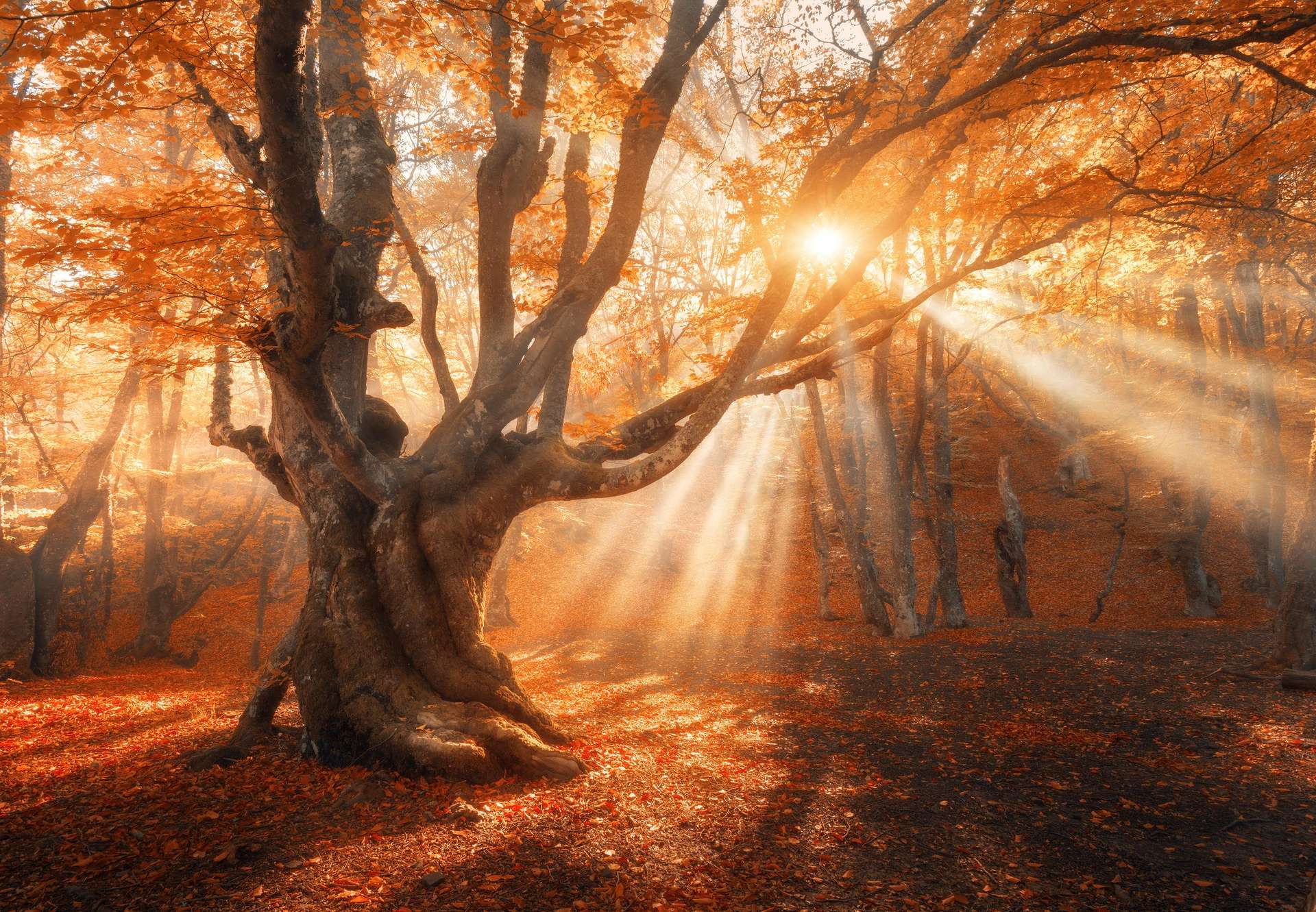 Love and Compatibility for October 15 Zodiac